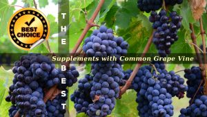 The Supplements with Common Grape Vine