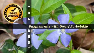 The Supplements with Dwarf Periwinkle