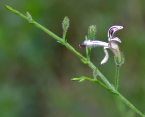 Andrographis Paniculata - Ingredient