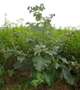 Arctium Lappa - Ingredient