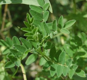 Astragalus Membranaceus - Ingredient