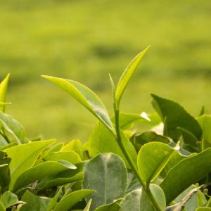 Camellia Sinensis - Ingredient