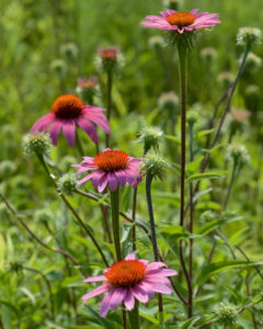 Echinacea Purpurea - Ingredient