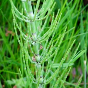 Equisetum Arvense - Ingredient