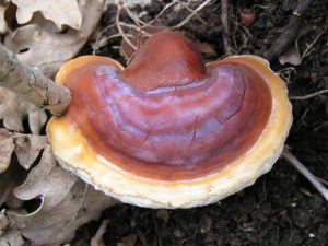 Ganoderma Lingzhi - Ingredient