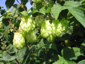 Humulus Lupulus - Ingredient