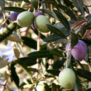 Olea Europaea - Ingredient