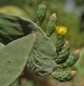 Opuntia Ficus-Indica - Ingredient