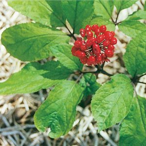 Panax Ginseng - Ingredient