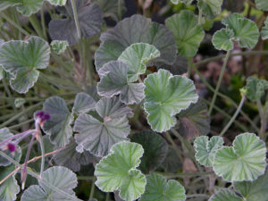 Pelargonium Sidoides - Ingredient