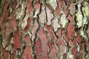 Pinus Pinaster (Bark) - Ingredient