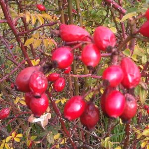 Rosa Canina - Ingredient