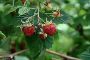 Rubus Idaeus - Ingredient