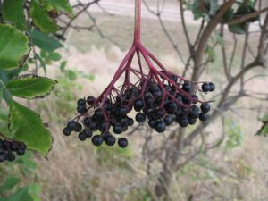 Sambucus Nigra - Ingredient