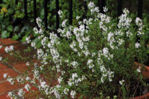 Thymus Vulgaris - Ingredient