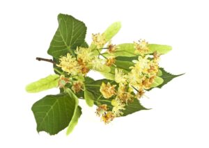 Tilia Cordata - Ingredient