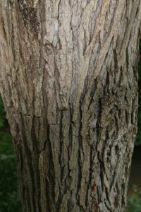 Ulmus Rubra (Bark) - Ingredient