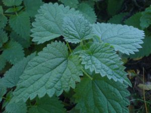 Urtica Dioica - Ingredient