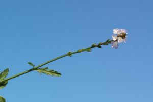 Verbena Officinalis - Ingredient