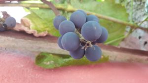 Vitis Vinifera - Ingredient