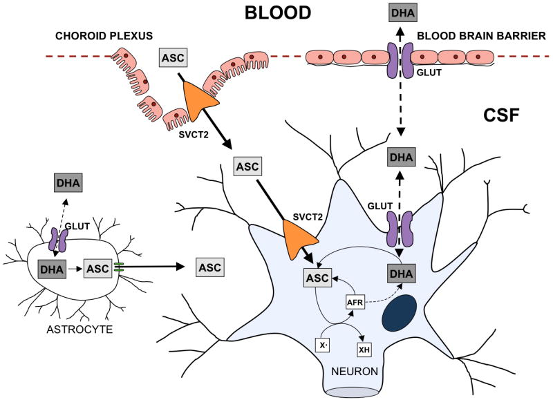 Ascorbate uptake and metabolism in the CNS