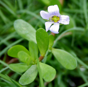 Bacopa Monnieri - Ingredient