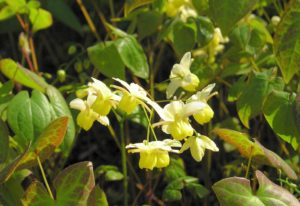 Epimedium - Ingredient