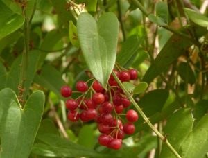 Smilax Officinalis - Ingredient