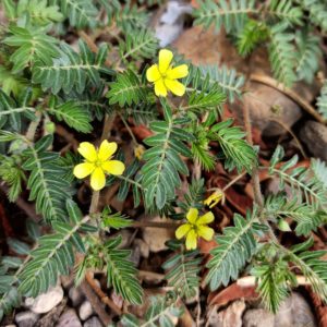 Tribulus Terrestris - Ingredient