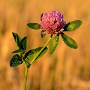 Trifolium Pratense - Ingredient