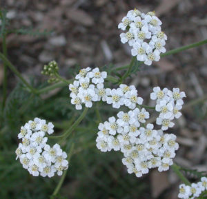 Achillea Millefolium - Ingredient