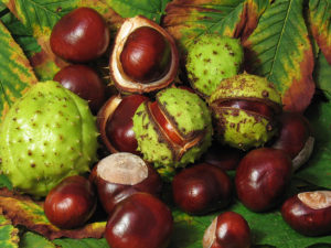 Aesculus Hippocastanum - Ingredient