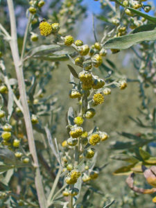 Artemisia Absinthium - Ingredient