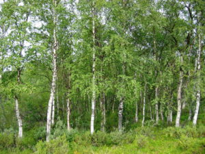 Betula Pendula - Ingredient