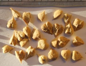 Boswellia Serrata - Ingredient