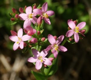 Centaurium Erythraea - Ingredient