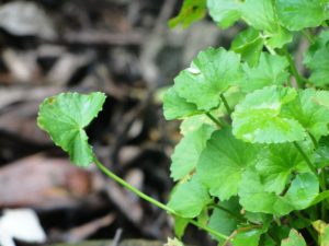 Centella Asiatica - Ingredient