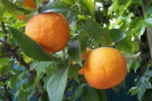 Citrus Aurantium - Ingredient