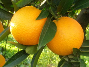 Citrus Sinensis - Ingredient