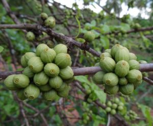 Coffea - Ingredient