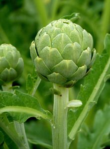 Cynara Scolymus - Ingredient