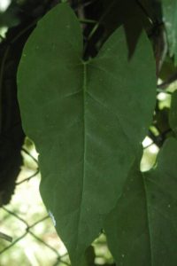 Polygonum Multiflorum - Ingredient