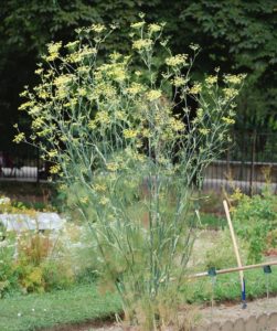 Foeniculum Vulgare - Ingredient