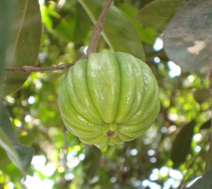 Garcinia Gummi-Gutta - Ingredient