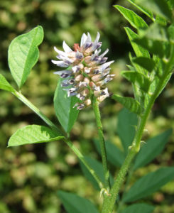 Glycyrrhiza Glabra - Ingredient