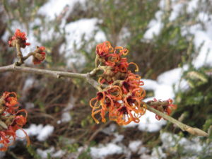 Hamamelis Virginiana - Ingredient