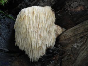 Hericium Erinaceus - Ingredient