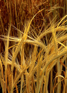 Hordeum Vulgare - Ingredient