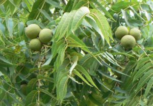 Juglans Nigra - Ingredient