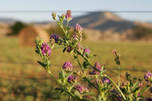 Medicago Sativa - Ingredient